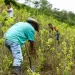 Asesinan a beneficiario del Pnis en el sur de Córdoba