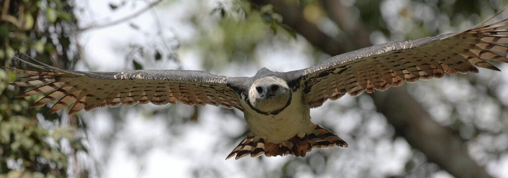 Águila Crestada