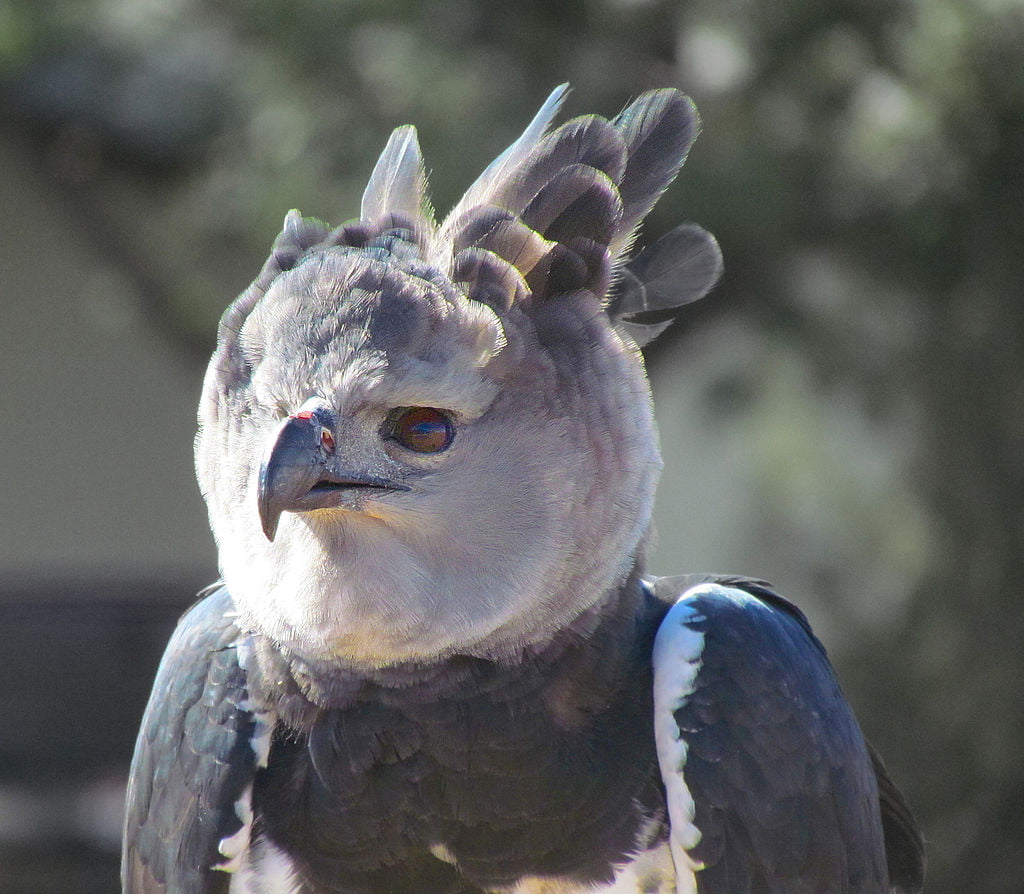 Águila Crestada