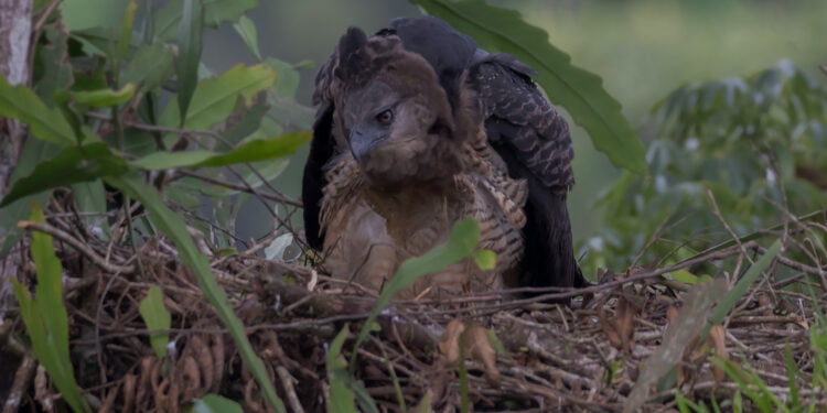 Águila Crestada