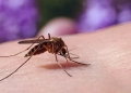 Dengue en Córdoba