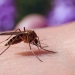 Dengue en Córdoba