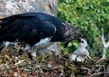 Águila Crestada