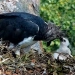 Águila Crestada