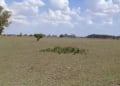 Fuerte Sequía en Córdoba lleva a declaratoria de calamidad pública