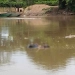 ¡Preocupante! Hallazgo de cuerpos sin vida en el río Sinú