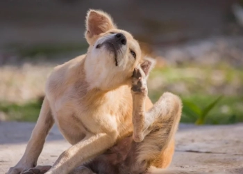 Un hombre fue arrestado por ahogar a su perro porque supuestamente tenía pulgas