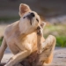 Un hombre fue arrestado por ahogar a su perro porque supuestamente tenía pulgas