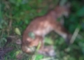 Continúa el envenenamiento de animales protegidos en Antioquia