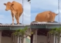 Vaca terminó en el techo de una casa en Brasil tras paso de un ciclón