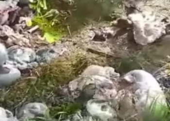 Cuatreros pelaron y robaron 20 carneras preñados en el corregimiento el 15 de Montería