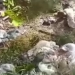 Cuatreros pelaron y robaron 20 carneras preñados en el corregimiento el 15 de Montería