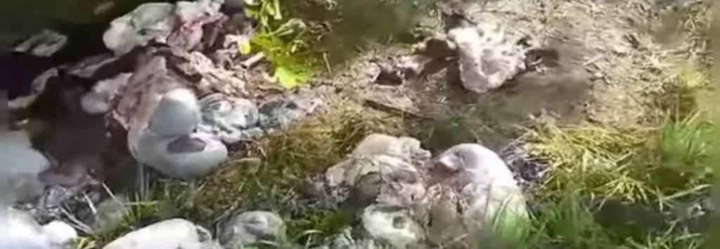 Cuatreros pelaron y robaron 20 carneras preñados en el corregimiento el 15 de Montería