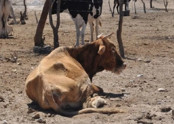 Más de 6 mil reses han muerto por el fenómeno de El Niño en el Caribe colombiano