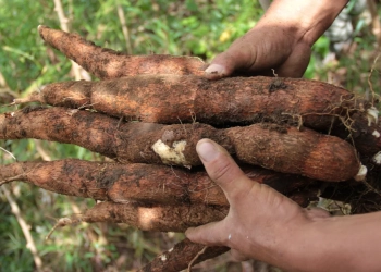 “Estamos en bancarrota”: productores cordobeses exponen su descontento ante bajos precios