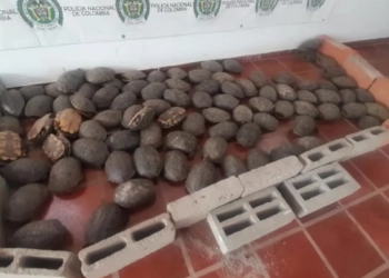 Decomisan 211 hicoteas y 3 mil huevos de iguana en Bolívar