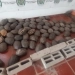 Decomisan 211 hicoteas y 3 mil huevos de iguana en Bolívar