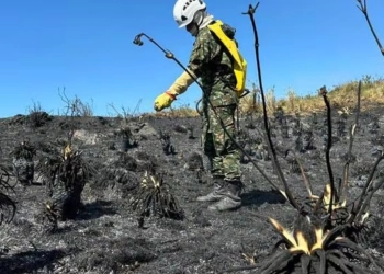 La importancia fundamental de los frailejones  que quizás no sabías