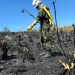 La importancia fundamental de los frailejones  que quizás no sabías