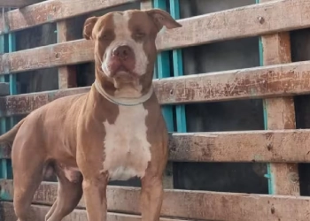 Niño pierde la vida tras ser mordido por un perro pitbull en Bolívar