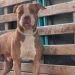 Niño pierde la vida tras ser mordido por un perro pitbull en Bolívar