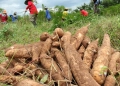Yuqueros de Córdoba y Sucre harán plantón por riesgo de pérdida de 80 mil toneladas de yuca