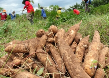 Yuqueros de Córdoba y Sucre harán plantón por riesgo de pérdida de 80 mil toneladas de yuca