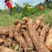 Yuqueros de Córdoba y Sucre harán plantón por riesgo de pérdida de 80 mil toneladas de yuca