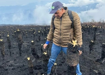 Frailejones quemados