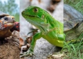 ¿Por qué la policía decomisa hicoteas y huevos de iguana?