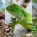 ¿Por qué la policía decomisa hicoteas y huevos de iguana?