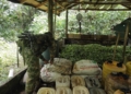 Ejército Nacional desmantela laboratorios y semilleros de coca en Córdoba