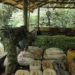 Ejército Nacional desmantela laboratorios y semilleros de coca en Córdoba