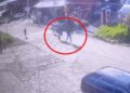 Mujer sobrevive a ataque con machete por parte de su expareja