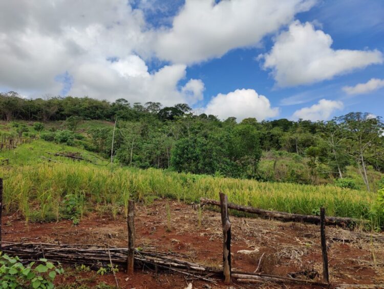 Campesinos del Sur de Córdoba inician proyectos productivos en tierras entregadas por el Gobierno