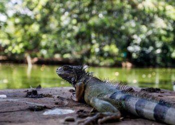 “Es una masacre disfrazada de tradición”: denuncian venta de huevo de iguana en las vías del San Jorge
