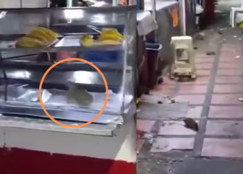 “¡Qué porquería!”: denuncian presencia de ratas en puestos de comida del centro de Barranquilla