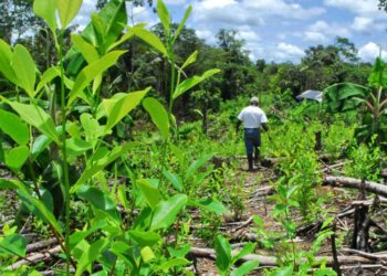 Detectan 6.000 hectáreas de cultivos de coca en el Nudo de Paramillo, Córdoba