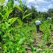 Detectan 6.000 hectáreas de cultivos de coca en el Nudo de Paramillo, Córdoba