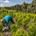 Estados Unidos descertifica a Colombia en la lucha antidrogas y acusa a Petro de “liderazgo deficiente”