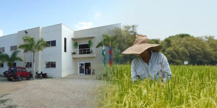 La cosecha de papel en La Apartada: el contrato de arroz de $140 millones que nadie vio sembrar
